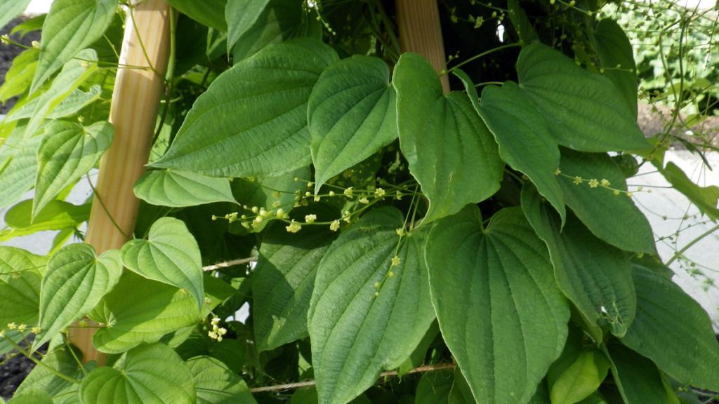 Дикий ямс применение. Диоскорея Кавказская. Диоскорея Кавказская (Dioscorea Caucasica). Диоскорея ниппонская (ямс).