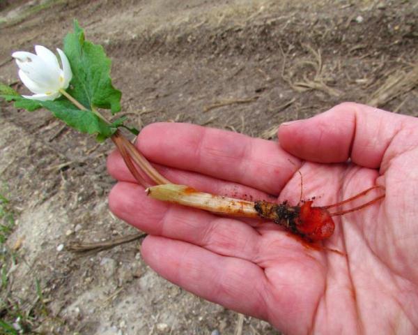 Как применять корень пятипала для рассасывания кист