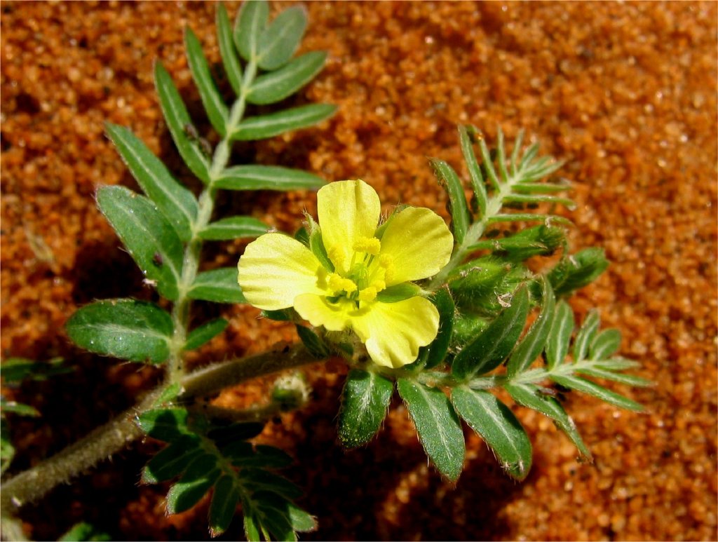    tribulus terrestris